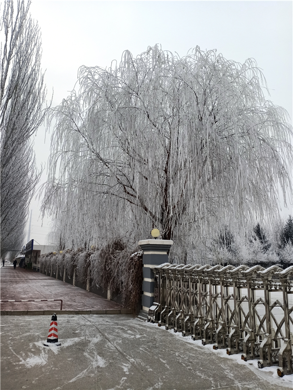 2019年冬雪(摄影：财务部，柴薪科，工号N14246).jpg